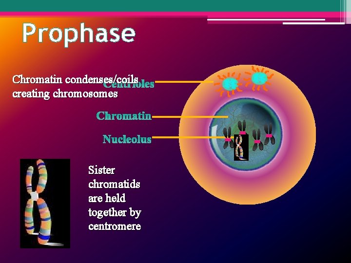 Prophase Chromatin condenses/coils Centrioles creating chromosomes Chromatin Nucleolus Sister chromatids are held together by