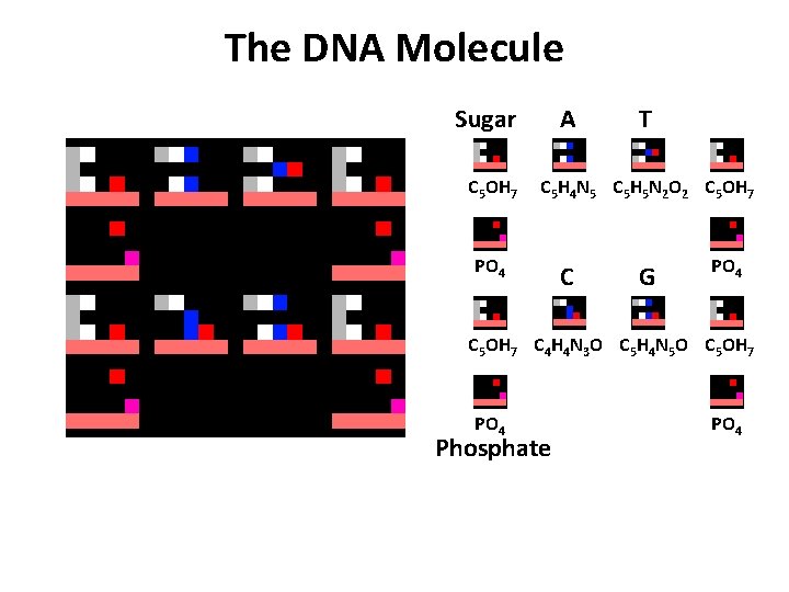 The DNA Molecule Sugar C 5 OH 7 A T C 5 H 4