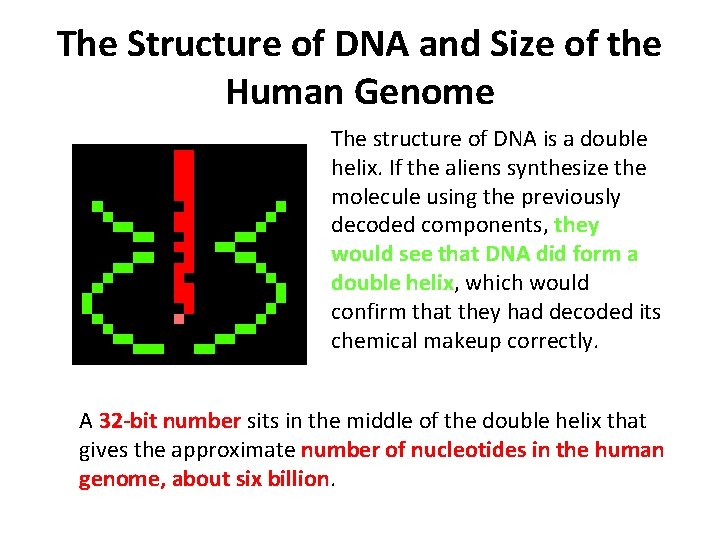 The Structure of DNA and Size of the Human Genome The structure of DNA