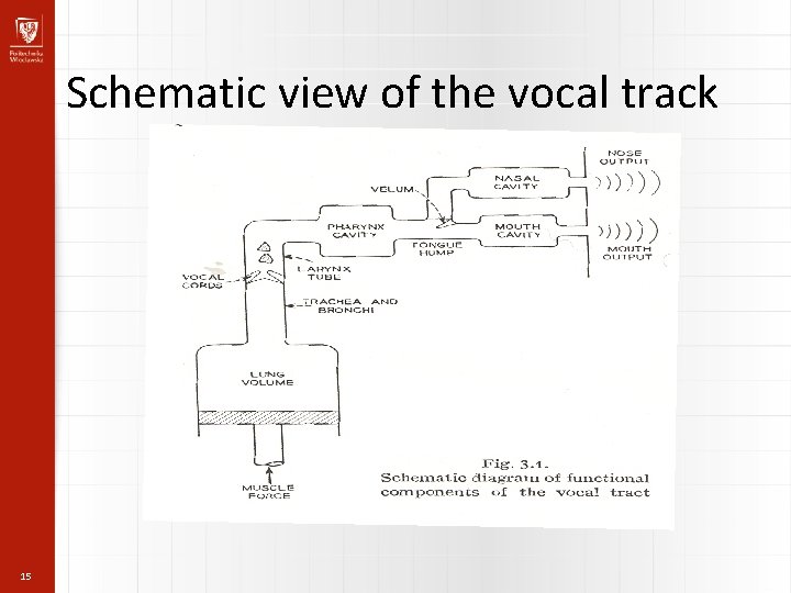 Schematic view of the vocal track 15 