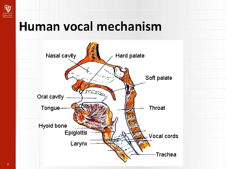 Human vocal mechanism Nasal cavity Hard palate Soft palate Oral cavity Tongue Throat Hyoid