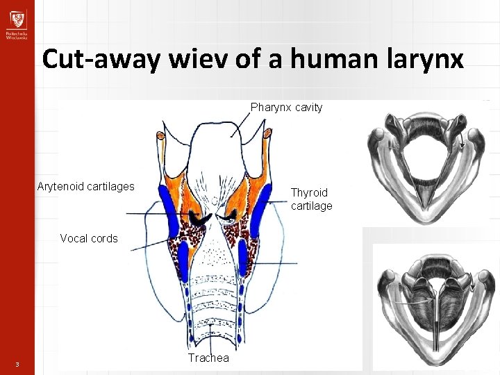 Cut-away wiev of a human larynx Pharynx cavity Arytenoid cartilages Thyroid cartilage Vocal cords