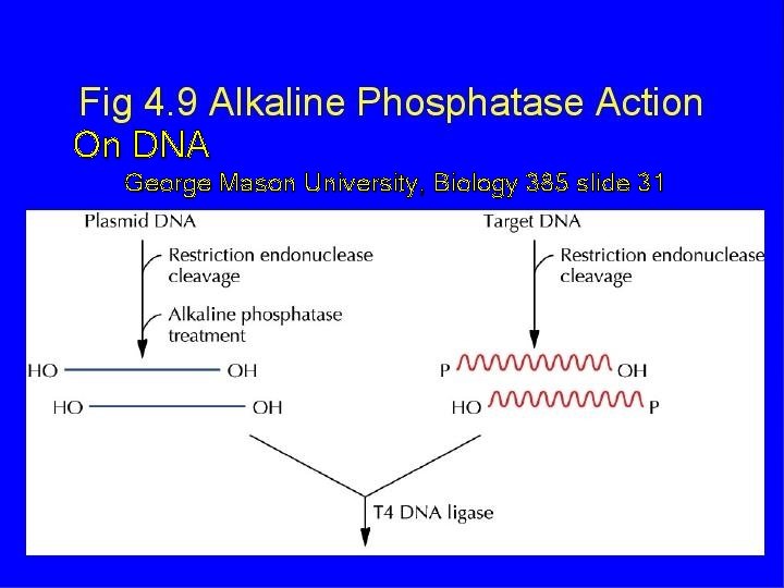 On DNA George Mason University, Biology 385 slide 31 