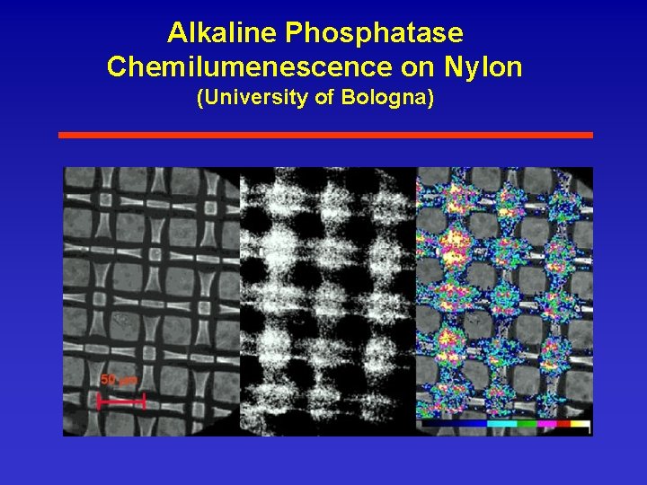 Alkaline Phosphatase Chemilumenescence on Nylon (University of Bologna) 