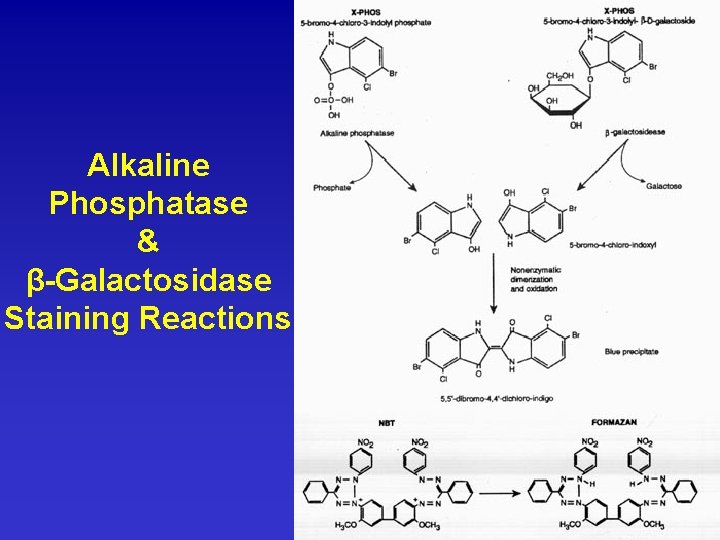 Alkaline Phosphatase & β-Galactosidase Staining Reactions 