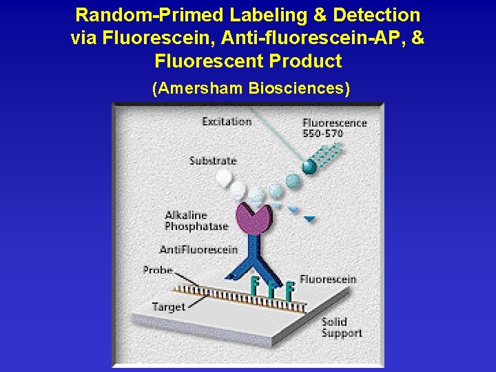 Random-Primed Labeling & Detection via Fluorescein, Anti-fluorescein-AP, & Fluorescent Product (Amersham Biosciences) 