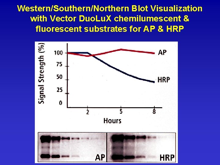 Western/Southern/Northern Blot Visualization with Vector Duo. Lu. X chemilumescent & fluorescent substrates for AP