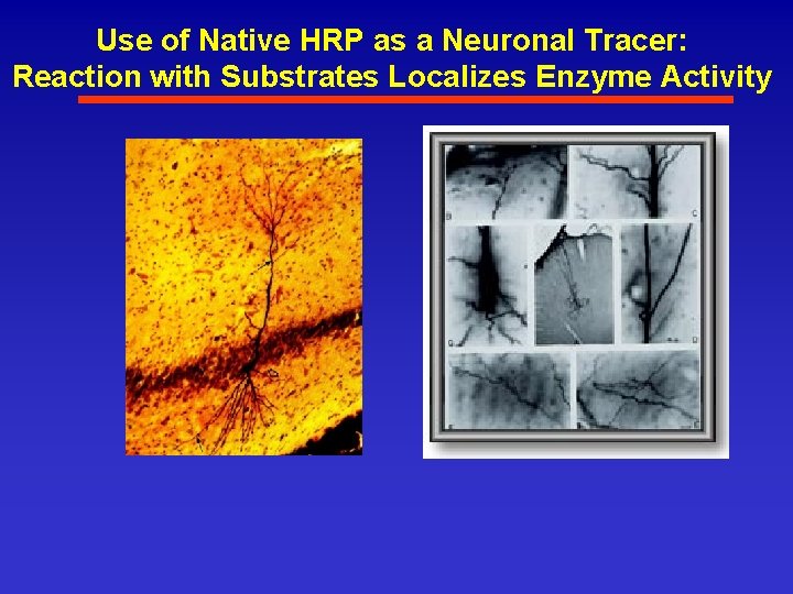 Use of Native HRP as a Neuronal Tracer: Reaction with Substrates Localizes Enzyme Activity