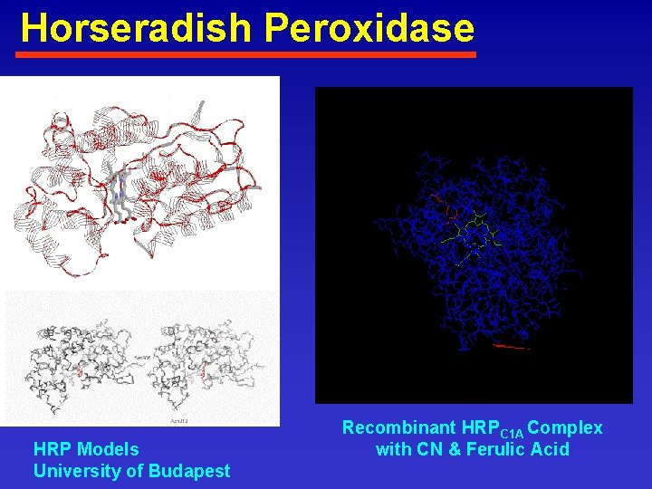 Horseradish Peroxidase HRP Models University of Budapest Recombinant HRPC 1 A Complex with CN