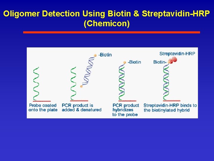 Oligomer Detection Using Biotin & Streptavidin-HRP (Chemicon) 