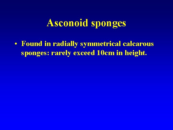 Asconoid sponges • Found in radially symmetrical calcarous sponges: rarely exceed 10 cm in