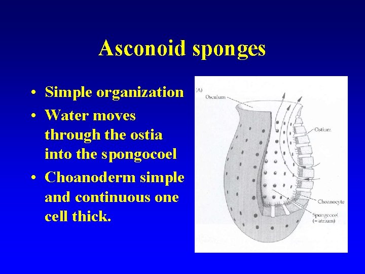 Asconoid sponges • Simple organization • Water moves through the ostia into the spongocoel