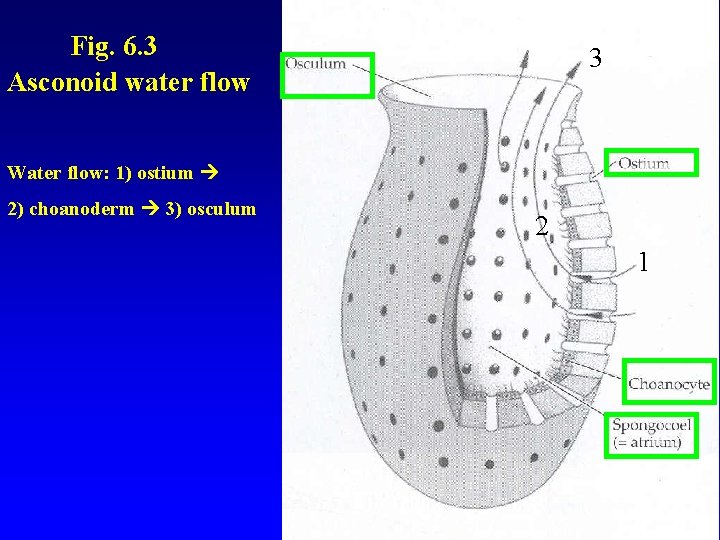 Fig. 6. 3 Asconoid water flow 3 Water flow: 1) ostium 2) choanoderm 3)