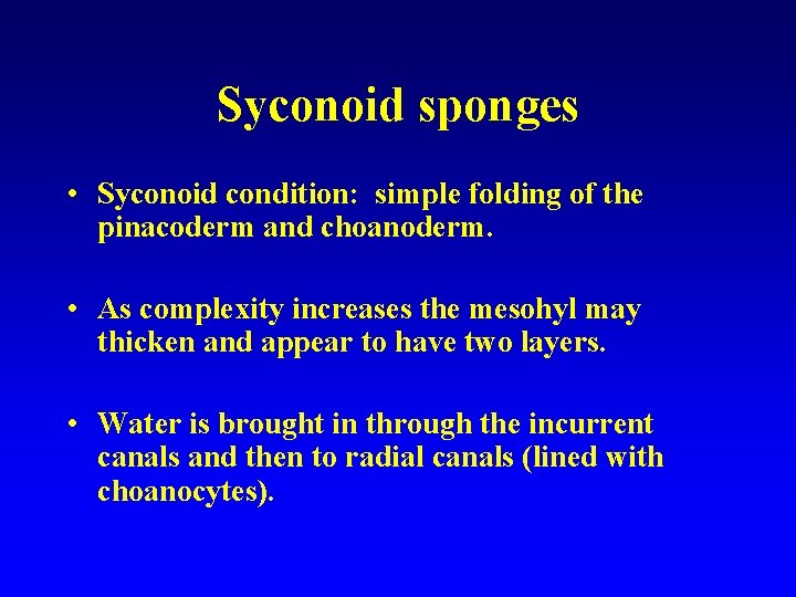 Syconoid sponges • Syconoid condition: simple folding of the pinacoderm and choanoderm. • As