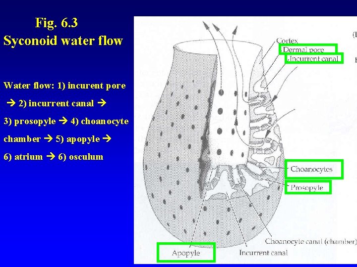 Fig. 6. 3 Syconoid water flow Water flow: 1) incurent pore 2) incurrent canal
