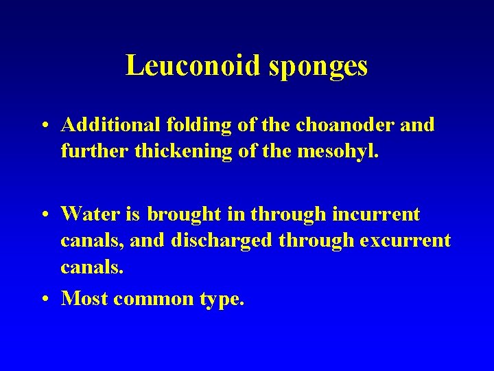 Leuconoid sponges • Additional folding of the choanoder and further thickening of the mesohyl.