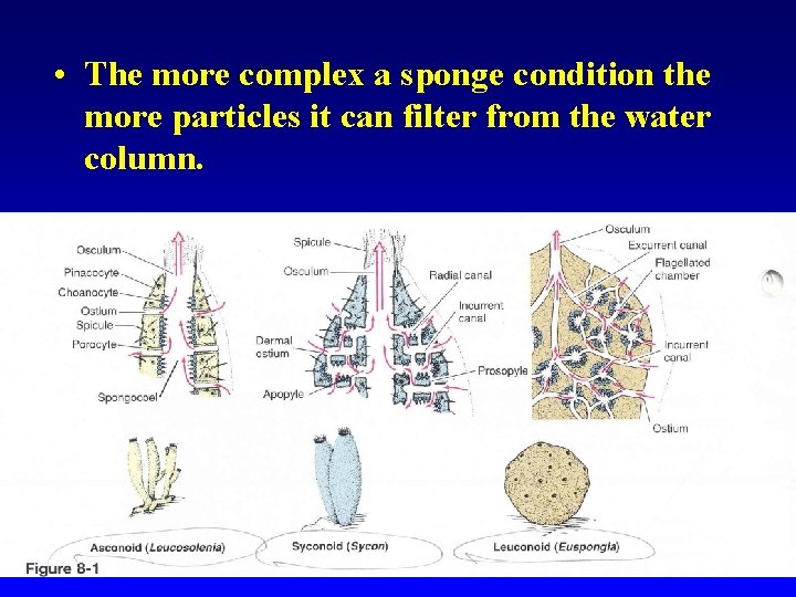 • The more complex a sponge condition the more particles it can filter