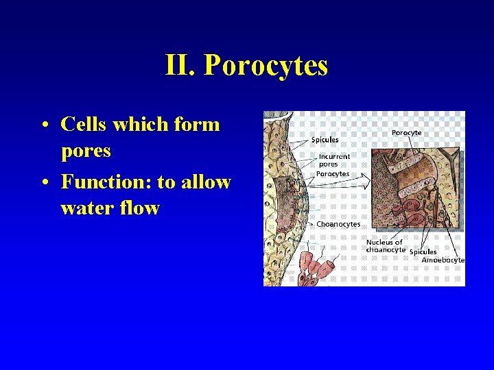 II. Porocytes • Cells which form pores • Function: to allow water flow 