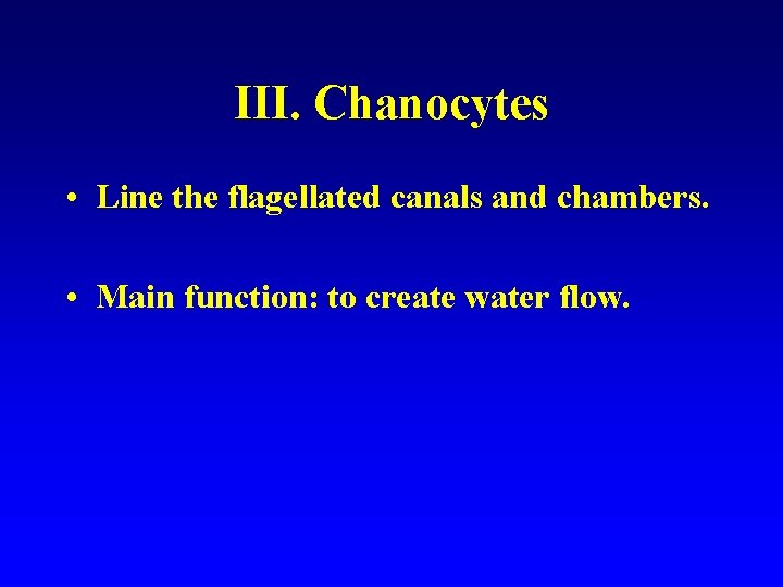 III. Chanocytes • Line the flagellated canals and chambers. • Main function: to create