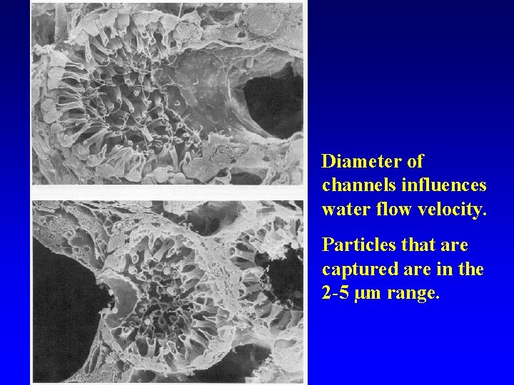 Diameter of channels influences water flow velocity. Particles that are captured are in the