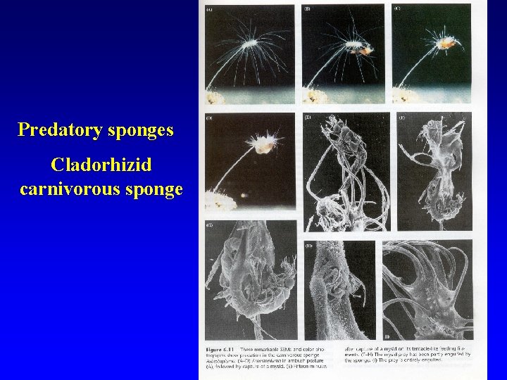 Predatory sponges Cladorhizid carnivorous sponge 