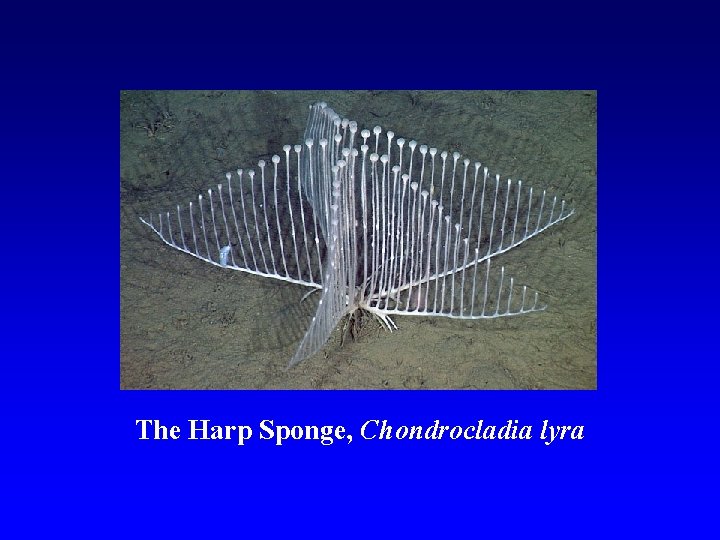 The Harp Sponge, Chondrocladia lyra 