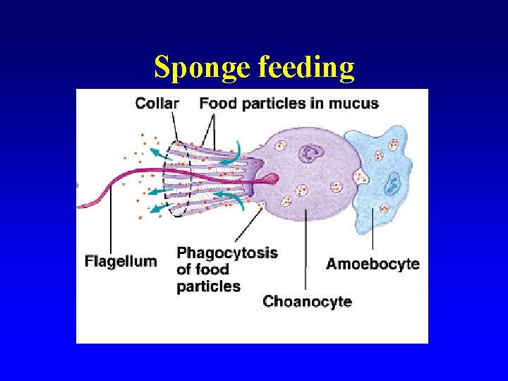 Sponge feeding 