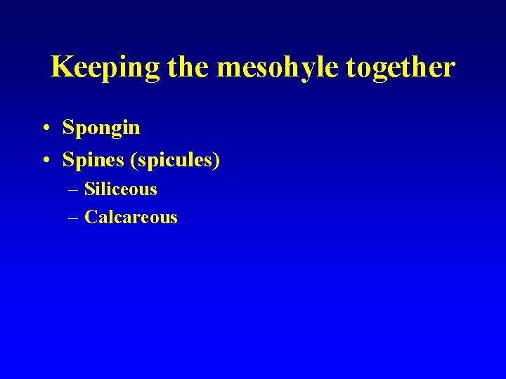 Keeping the mesohyle together • Spongin • Spines (spicules) – Siliceous – Calcareous 