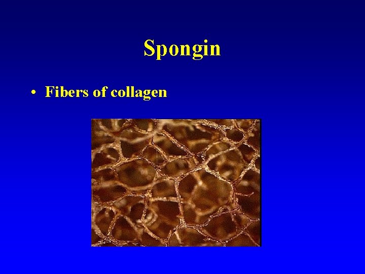 Spongin • Fibers of collagen 
