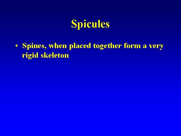 Spicules • Spines, when placed together form a very rigid skeleton 