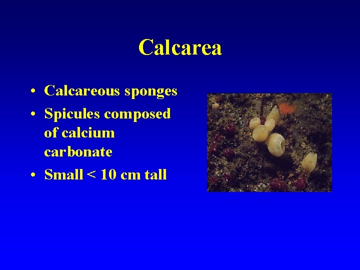 Calcarea • Calcareous sponges • Spicules composed of calcium carbonate • Small < 10