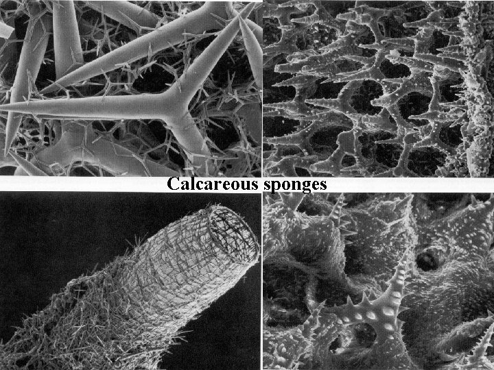 Calcareous sponges 