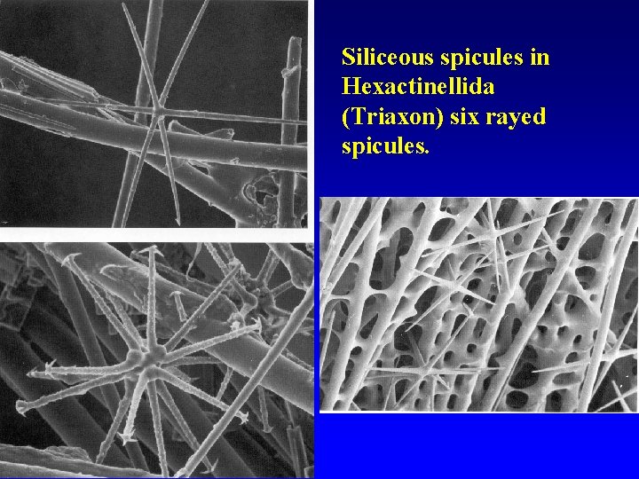 Siliceous spicules in Hexactinellida (Triaxon) six rayed spicules. 