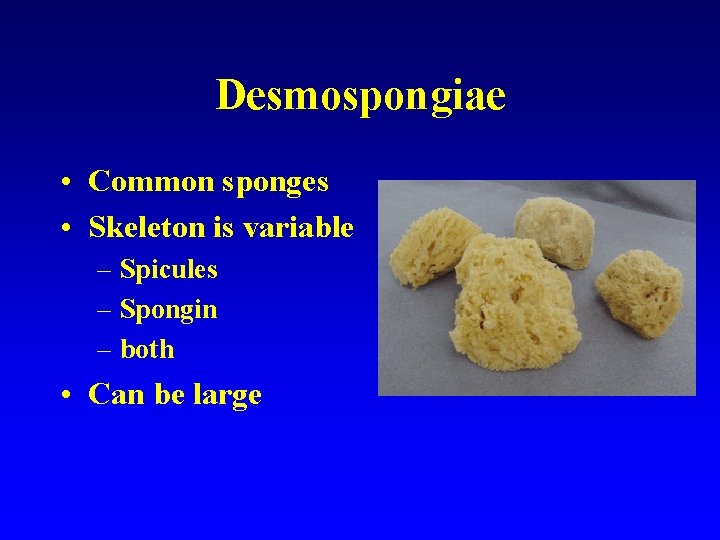 Desmospongiae • Common sponges • Skeleton is variable – Spicules – Spongin – both