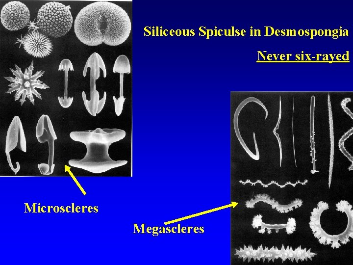 Siliceous Spiculse in Desmospongia Never six-rayed Microscleres Megascleres 