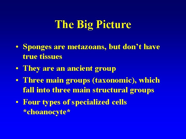 The Big Picture • Sponges are metazoans, but don’t have true tissues • They
