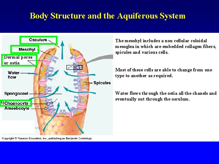Body Structure and the Aquiferous System Dermal pores or ostia The mesohyl includes a