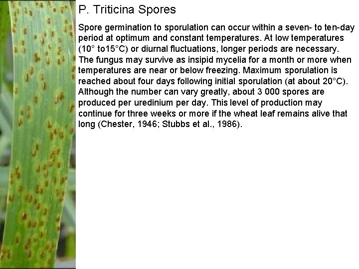 P. Triticina Spores Spore germination to sporulation can occur within a seven- to ten-day P. Triticina Spores Spore germination to sporulation can occur within a seven- to ten-day