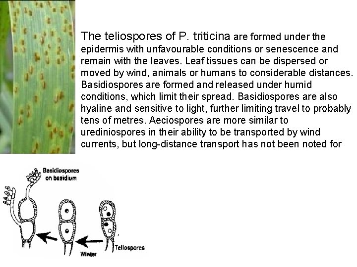The teliospores of P. triticina are formed under the epidermis with unfavourable conditions or The teliospores of P. triticina are formed under the epidermis with unfavourable conditions or