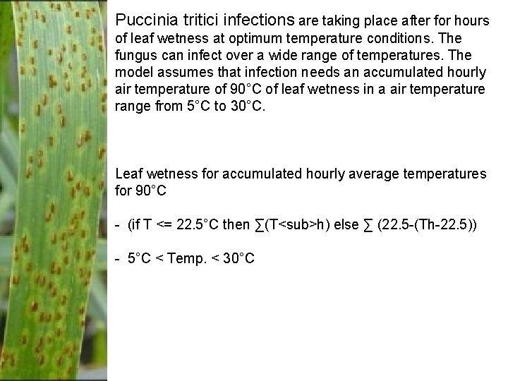 Puccinia tritici infections are taking place after for hours of leaf wetness at optimum Puccinia tritici infections are taking place after for hours of leaf wetness at optimum