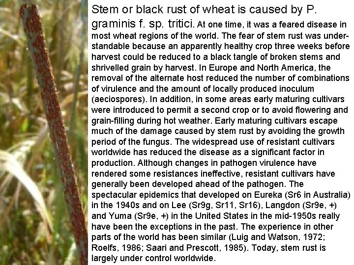 Stem or black rust of wheat is caused by P. graminis f. sp. tritici. Stem or black rust of wheat is caused by P. graminis f. sp. tritici.