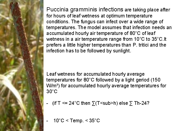 Puccinia gramminis infections are taking place after for hours of leaf wetness at optimum Puccinia gramminis infections are taking place after for hours of leaf wetness at optimum