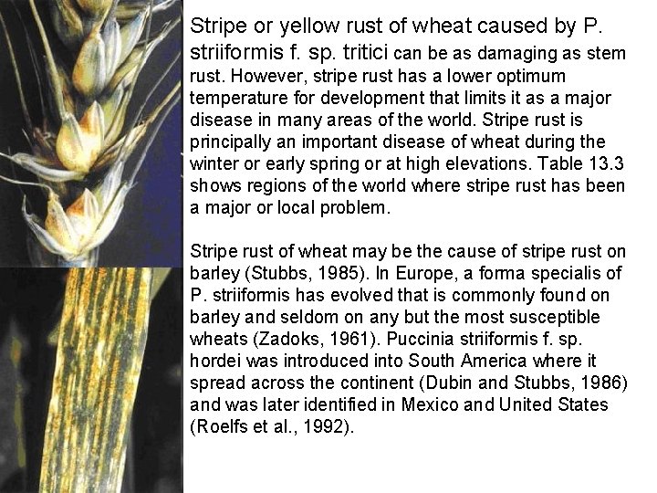 Stripe or yellow rust of wheat caused by P. striiformis f. sp. tritici can Stripe or yellow rust of wheat caused by P. striiformis f. sp. tritici can