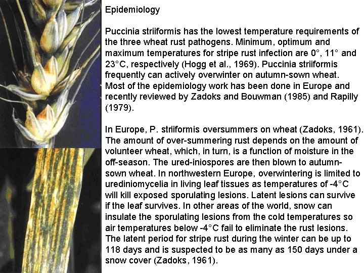 Epidemiology Puccinia striiformis has the lowest temperature requirements of the three wheat rust pathogens. Epidemiology Puccinia striiformis has the lowest temperature requirements of the three wheat rust pathogens.