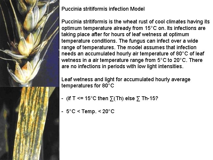 Puccinia stritiformis infection Model Puccinia stritiformis is the wheat rust of cool climates having Puccinia stritiformis infection Model Puccinia stritiformis is the wheat rust of cool climates having