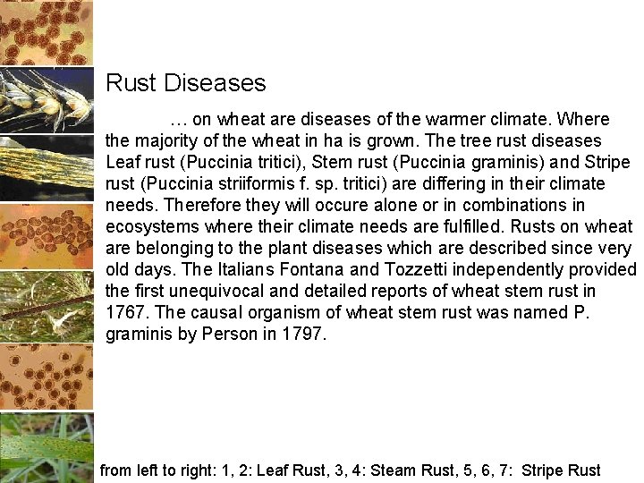 Rust Diseases … on wheat are diseases of the warmer climate. Where the majority Rust Diseases … on wheat are diseases of the warmer climate. Where the majority