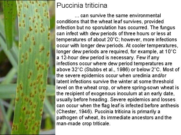 Puccinia triticina … can survive the same environmental conditions that the wheat leaf survives, Puccinia triticina … can survive the same environmental conditions that the wheat leaf survives,