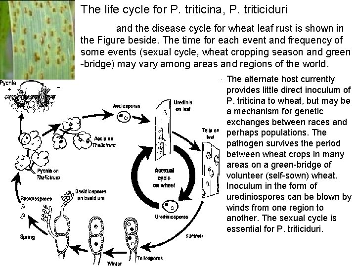 The life cycle for P. triticina, P. triticiduri and the disease cycle for wheat The life cycle for P. triticina, P. triticiduri and the disease cycle for wheat