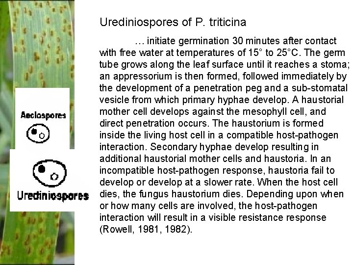 Urediniospores of P. triticina … initiate germination 30 minutes after contact with free water Urediniospores of P. triticina … initiate germination 30 minutes after contact with free water