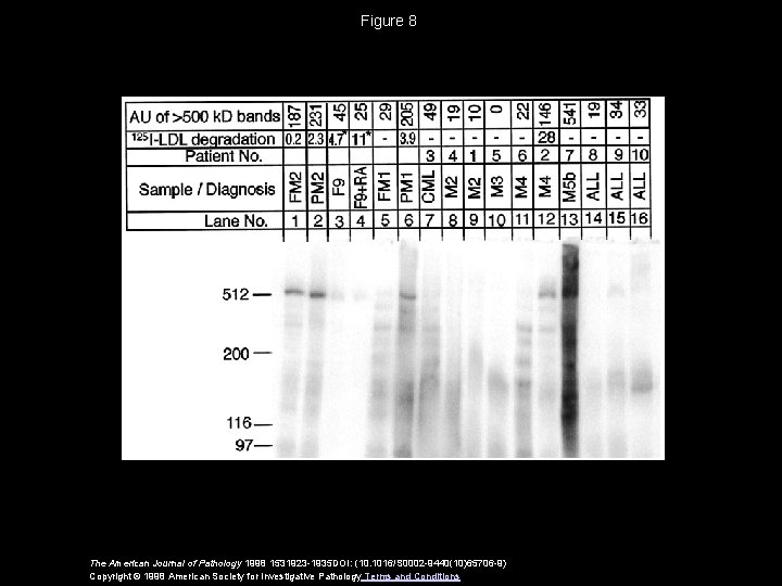 Figure 8 The American Journal of Pathology 1998 1531923 -1935 DOI: (10. 1016/S 0002 Figure 8 The American Journal of Pathology 1998 1531923 -1935 DOI: (10. 1016/S 0002